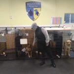 Brigadoon Service Dogs-Katydogs