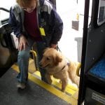 Brigadoon Service Dogs-busdog