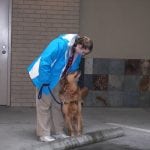 Brigadoon Service Dogs-dogcurb
