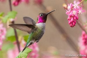 Native Plants and Birds @ WCLS Ferndale Library | Ferndale | Washington | United States