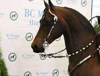 BC Morgan Horse Show in Lynden @ Northwest Washington Fairgrounds- Equine Event Center