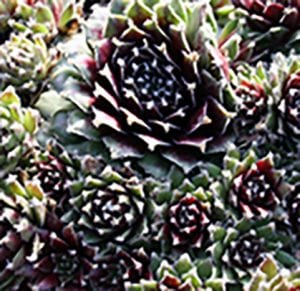 Make It and Take It Hardy Sedum Living Wall Garden @ The Garden Spot Nursery | Bellingham | Washington | United States