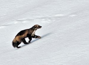 Spring Dinner: 50 Years of Wildlife Science in the North Cascades @ North Cascades Environmental Learning Center