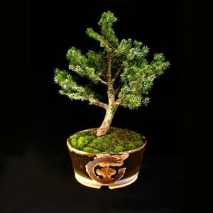 Bonsai & Their Pots: Opening Reception @ Jansen Art Center | Lynden | Washington | United States
