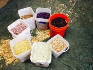 Growing Dry Beans & Grains in Whatcom County @ Chuckanut Center | Bellingham | Washington | United States