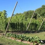 Atwood cultivates – Hop Yard