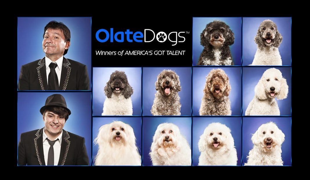 Olate Dogs