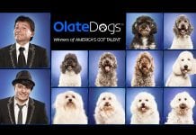 Olate Dogs