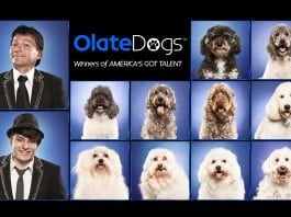 Olate Dogs