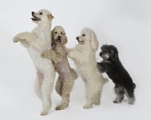 Olate Dogs Conga