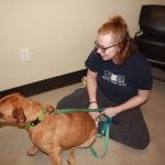 Whatcom Humane Society Caitlyn and Ares