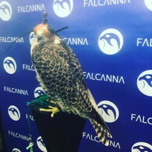 Falcanna Vendor Day with 'Sky' the Falcon at 2020 Solutions 21+ @ 2020 Solutions | Bellingham | Washington | United States