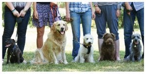 Dog Behavior Improvement Training Seminar @ WCLS Blaine Library | Blaine | Washington | United States