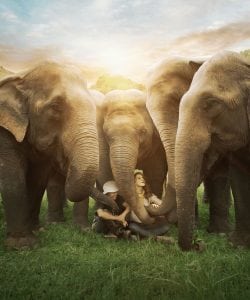 Love & Bananas: An Elephant Story Screening @ Pickford Film Center | Bellingham | Washington | United States