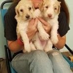 Brigadoon Service Dogs 1