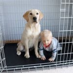 Brigadoon Service Dogs 2