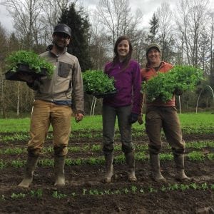 Scotch Broom Removal with NSEA and Whatcom Land Trust