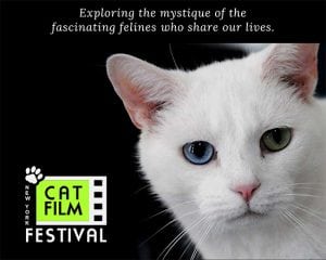 NY Cat Film Festival @ Pickford Film Center | Bellingham | Washington | United States