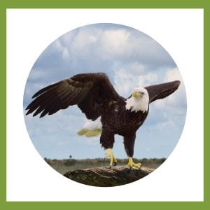 The Bald Eagle: A Local Treasure @ WCLS South Whatcom Library | Bellingham | Washington | United States