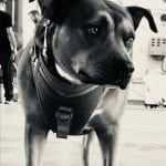 IMG_7513