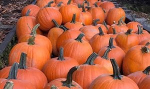 Pumpkin Patch on Rails at Lake Whatcom Railway @ Lake Whatcom Railway | Sedro-Woolley | Washington | United States