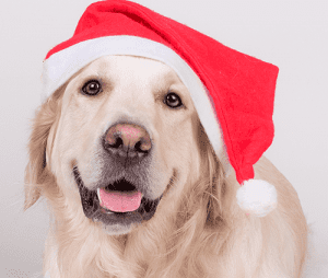 Pet Photos with Santa and Gift Fair @ The NOAH Center | Stanwood | Washington | United States