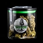 Treedom Dutch Hawaiian 2
