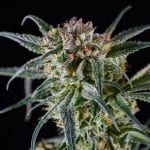 rsz_treedom_dutch_hawaiian_1