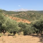Dimitri Olive Farms 2044HEIC copy