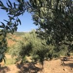 Dimitri Olive Farms 2055HEIC copy