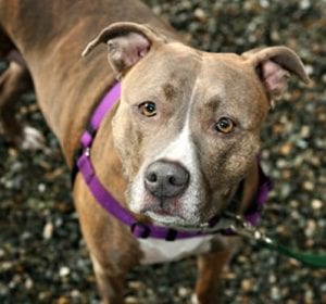 Whatcom Humane Society's Woof & Whiskers Luncheon @ Bellingham Golf and Country Club | Bellingham | Washington | United States
