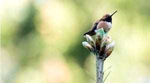 Spring Birding East and West of the Cascades @ North Cascades Environmental Learning Center