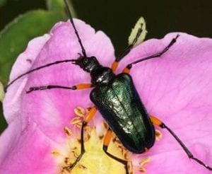 Pacific Northwest Insects @ Western Washington University Libraries (Reading Room)