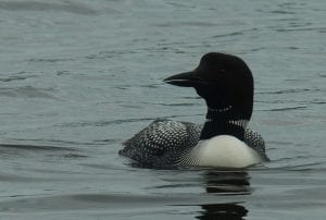 Seabirds of the Salish Sea @ REI Community Room