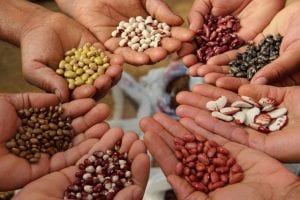 Seed Swap & Giveaway @ Van Zandt Community Hall