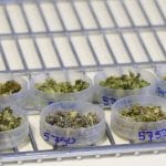 Treeline Analytics -strains