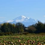 bellewood acres2