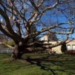 Firehouse Sycamore Tree