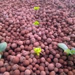 York Farm aquaponics