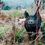 alluvial farms pigs kathryn moran photography