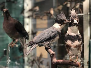 Fourth Sundays: Audubon at the Museum @ Whatcom Museum, Old City Hall
