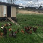wild acres chickens