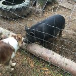 wild acres pigs and barley