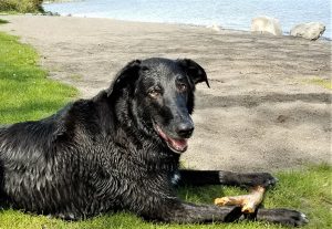 Dog Days of Summer Festival @ Whatcom Humane Society Field