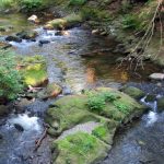 Whatcom Creek