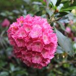 big rock garden flower