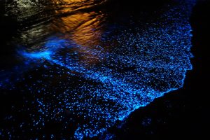 Bioluminescent Paddles @ Community Boating Center