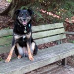 dog bench