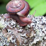 snail