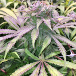 lemon cherry